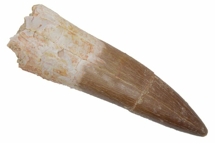 Fossil Plesiosaur (Zarafasaura) Tooth - Morocco #215846